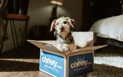 17 ways to make moving with dogs easier