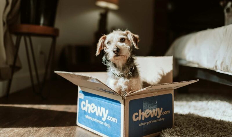 A dog sat in a cardboard box. When moving with dogs, give them a chance to get used to the packing materials.